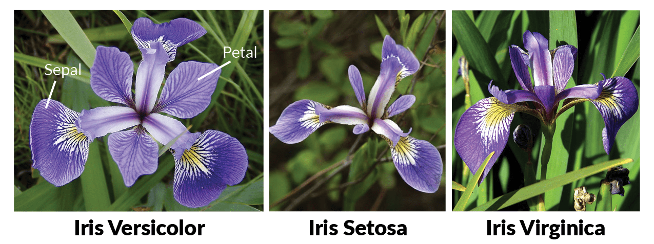 Three varieties of iris: setosa, versicolor, and virginica